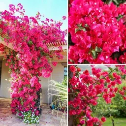 mamoni traders Bougainvillea Plant-picture-25