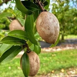 sapodilla Chiku Plant image 4
