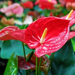 ukanda Anthurium Plant-picture-28