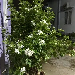 breezy blooms Madhu Kamini Plant-picture-39