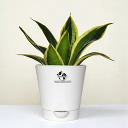 surekha agro products Snake Plant-picture-46