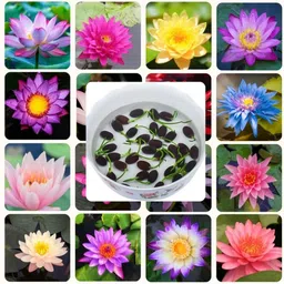 chemco Lotus Seeds/ Plant Seeds, A Grade Quality Seed-picture-48