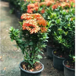aquinnah Trothic Ixora/Chethi Plant image 2