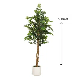 casacraft from pepperfry Artificial Ficus Plant Realistic Green (Green) image 2