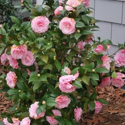 oxiflora Rose Plant-picture-35