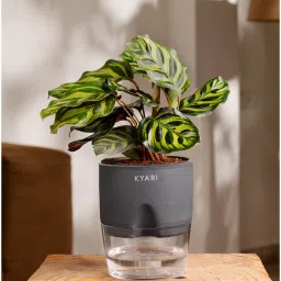 kyari Peacock Plant With Self Watering Pot - Grey Variant image 1