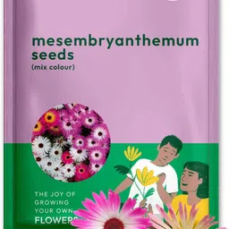 ugaoo Mesembryanthemum Flower Seed-picture-18