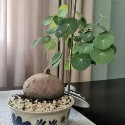 generic Stephania Erecta Plant Live Bulb for Air purifecation, 1 Per Pack image 5