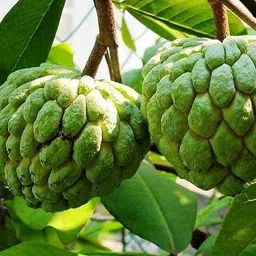 aryan evergreen Custard Apple Plant image 2