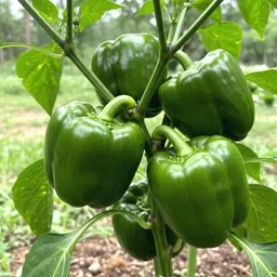 ™ capsicum seeds for home gardening Seed-image-22