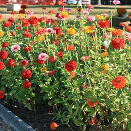 greensea Zinnia Mixed Flower Seed-picture-21