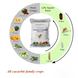 Bactrocera Cucurbitae- Melon Fruit Fly pheromone Lure Used in All Vegetable Crop, Lure Field Life 45-60 Days (10) image 5