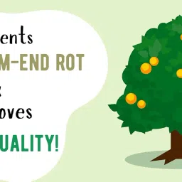 KrishiCal Foliar Spray for Plants | Liquid Calcium Supplement for Healthy Leaves, Strong Stems & Faster Growth | Ideal for Indoor, Outdoor & Kitchen Gardens | 500x2 image 3