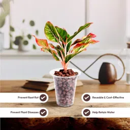 Ugaoo LECA Balls for Plants 1.8 kgs/ 6 Liter- Clay Balls for Plants, Hydroponics and Soilless Gardening-Improves Plant Growth, Aeration, and Drainage (Size: 8-15 mm) image 3