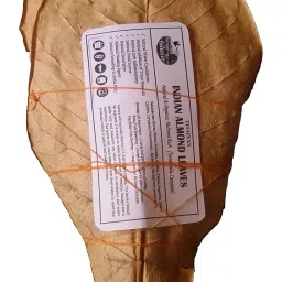 Tisaiyan 22 Almond Catappa Leaves, Standard Size, 100% Naturally Aged for Fish Aquarium image 2