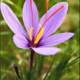 Flortand Garden® Imported Saffron Flower Bulbs for Home and Gardening (Pack Of 2 bulbs) image 1