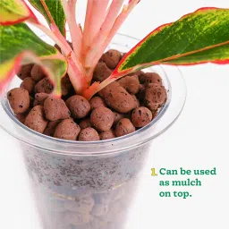 Ugaoo LECA Balls for Plants 1.8 kgs/ 6 Liter- Clay Balls for Plants, Hydroponics and Soilless Gardening-Improves Plant Growth, Aeration, and Drainage (Size: 8-15 mm) image 4