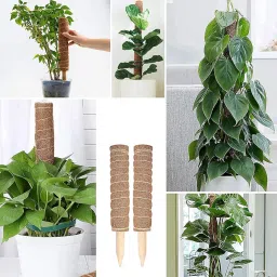 Garden Art Pack of 2 Moss Stick,Coir Pole GACP-45 | 45cm Long for Plants Monstera, Coco Coir Moss Poles for Climbing Plants/Creepers | Plant Support Extension to Grow Upwards image 3