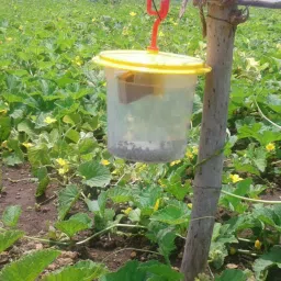 Barrix Catch Vegetable Fruit Fly Trap, Mini– Eco-Friendly, Non-Pesticide Fly Killer Jar | Reusable Insect Catcher with Lure | Safe & Natural Pest Control for Outdoor Use (Fly Catch, 2, Piece) image 3