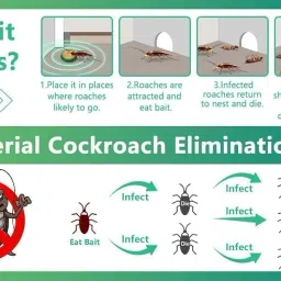 Radiant Natural Cockroach Killer for Kitchens, Bathrooms, and Cabinets, cockroach killer gel, roach repellent for cockroach, for Indoor Cockroach Control, Insect Control (Pack of 12) image 3