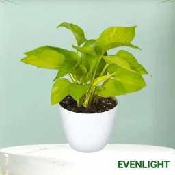 Golden Money Plant Indoor (Without Pot) image 1
