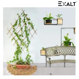 EXALT® 2 feet Premium Natural Teak Wood Plant Support Sticks - Garden Sticks for Straightening Training and Supporting Plants - Strong and Durable Solution for Healthy Growth (15 pcs) image 5