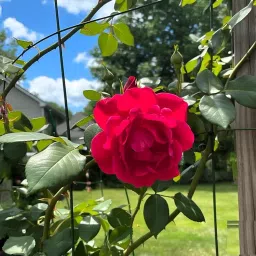 EARTH HOPPER® Climbing Rose Flower Seeds | Rose Seeds for Home Gardening| Easy to Grow for Balcony, Terrace & Garden Trellis hand-selected seeds with 85–90% germination. (15 SEEDS) image 3