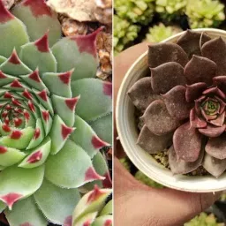 BEST DUAL PLANT COMBO Vishnu Kamal - Laxmi/Lakshmi Kamal Succulent Plant – Sacred or Feng Shui, Goodluck | Symbol of Prosperity & Protection | 2 PLANTS IN POT image 3