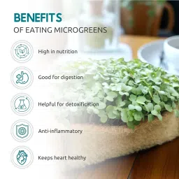 Nurturing Green® DIY Microgreens Kit | Radish & Mustard Seeds | Grow Healthy Greens image 3