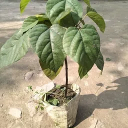 Healthy Live Sindur Tree | Organic Bixa Orellana Plant (Pack of 1) image 1