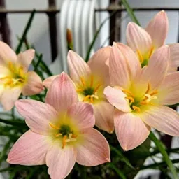 URBAN GARDENS® Rain lily Bulbs (Apricot/Peach color or yellowish-orangish-pinkish), Zephyranthus, Pack of Five image 3