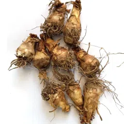 Rajnigandha Flowering Bulbs 1 Big Size Bulbs Fragrant Flowers Plant Seeds image 1