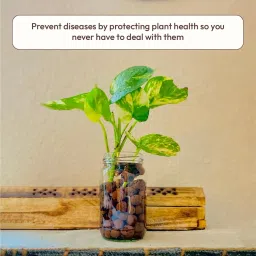 Ugaoo LECA Balls for Plants 1.8 kgs/ 6 Liter- Clay Balls for Plants, Hydroponics and Soilless Gardening-Improves Plant Growth, Aeration, and Drainage (Size: 8-15 mm) image 1