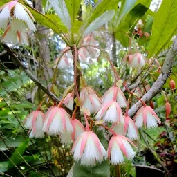Zoropic Enterprise Ek Mukhi Rudraksha Live Plant for Home Garden and Pooja | Sacred Spiritual Tree for Positive Energy and Prosperity | Easy to Grow in Pot, Balcony, Terrace or Ground image 3