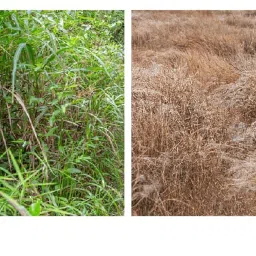 Cyclosinone Herbicide Granules | Pack of 2 x 200g | 5% Active Formula | Safe Weed Control for Lawns, Gardens & Farmlands | Granular Application for Home & Commercial Use (2) image 2