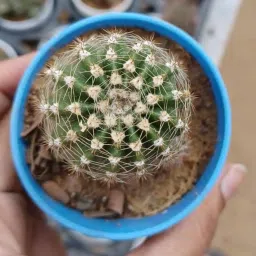 M.D. FARM AND NURSERY | ECHINOPSIS TUBIFLORA cactus live plant with pot image 2