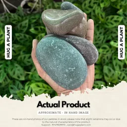 Hug A Plant 5KG Polished River Pebbles for Decoration |Garden|Table|Terrariums| Home Decor|Vase Fillers image 2