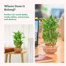 Ugaoo Lucky Bamboo 3 Layer Feng Shui Plant (green color) image 5