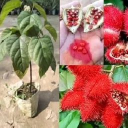 Healthy Live Sindur Tree | Organic Bixa Orellana Plant (Pack of 1) image 3