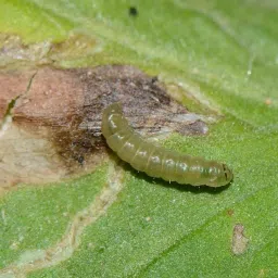 Pheromone Lure for Tuta absoluta (Tomato Leaf Miner) Replacement Lure Without Trap - 10 No's image 5