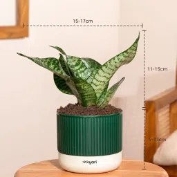 Kyari Combo of 4 Indoor Plants – Jade, Green Snake, Money Variegated, Rhoeo with Green Self-Watering Mylo Pot – 3.5 Inch image 2