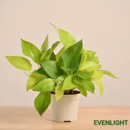 Golden Money Plant Indoor (Without Pot) image 4