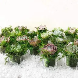 CATTAILS Natural Green Dried Moss Grass (450g) | Preserved Moss for Pots, Home, and Garden | Decorative & Functional Ground Cover for Indoor Plants, Terrariums, Craft Projects | Long-Lasting image 2