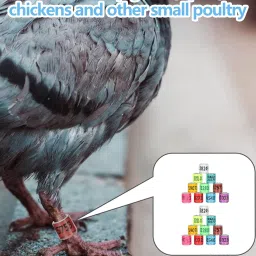 20 Pcs Pigeon Ring, Bird Leg Ring for Identification and Tracking, Durable and Lightweight Design for Pigeons and Parrots Suitable for Bird Enthusiasts and Breeders image 4