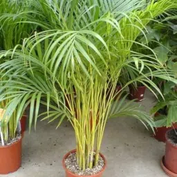 Uganio Areca Palm Air Purifier Natural Live Plant image 4