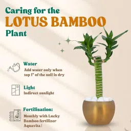 Amulya FARMS Lotus Bamboo Plant in Golden Metal Pot (Single Stem) – Air Purifies Good Luck, Vastu Feng Shui Indoor Plant Home Decor, Living Room and Office Decoration image 4