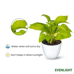 Golden Money Plant Indoor (Without Pot) image 2