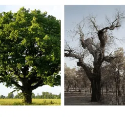 Cyclosinone Herbicide Granules | Pack of 2 x 200g | 5% Active Formula | Safe Weed Control for Lawns, Gardens & Farmlands | Granular Application for Home & Commercial Use (2) image 1