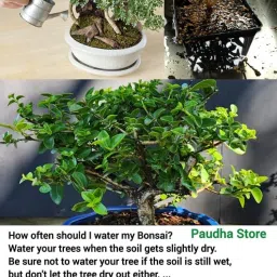 Chinese banyan tree bonsai live plant,7 Years old Bonsai Pack of 2 Without pot image 4