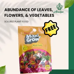 Amulya Farms Combo of Snake, Money, Spider & Peperomia plant with Free Fertiliser | Good luck & Air Purifying Live Indoor Outdoor Plants for Living Room, Home & Office Decor | With Pots image 1